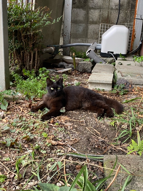 庭にいる野良猫