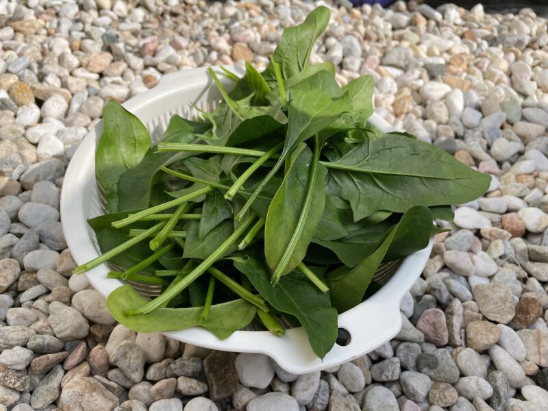 収穫したほうれん草