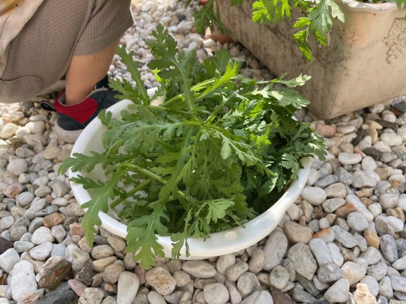 春菊の収穫