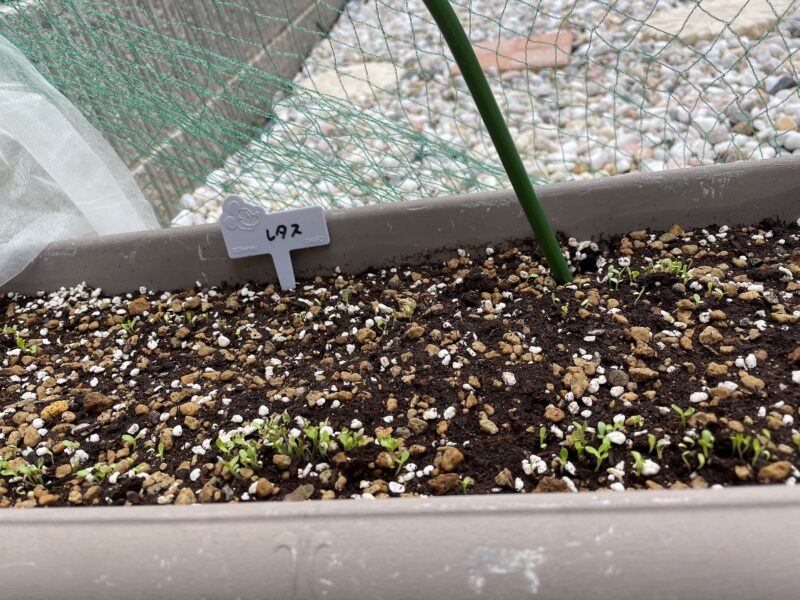レタスの発芽