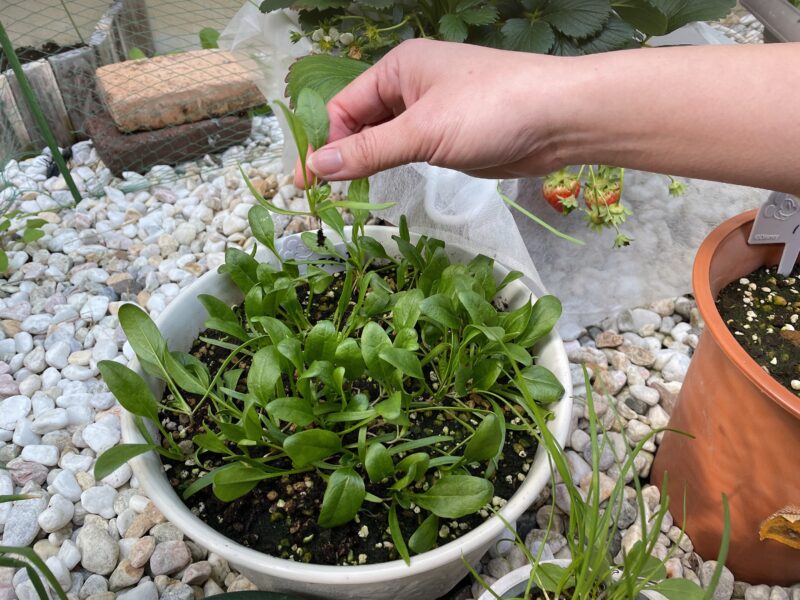 ほうれん草の間引き